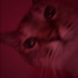 Meet your Posher, Lily